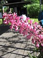 IMG_0558