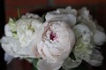 IMG_4193